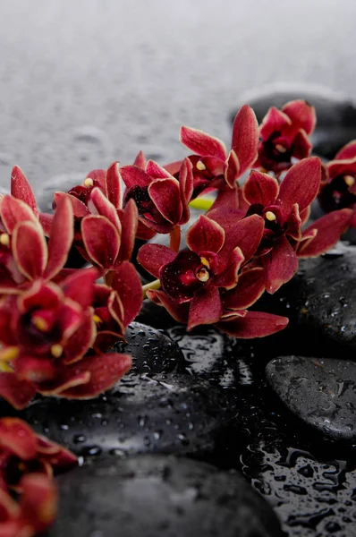 Balneario Bodegón Con Rama Floreciente Orquídea Roja —  Fotos de Stock