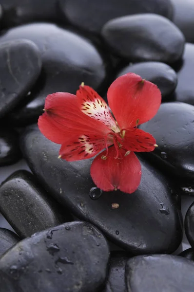 Uppsättning Röda Nya Orkidé Med Terapi Stenar — Stockfoto