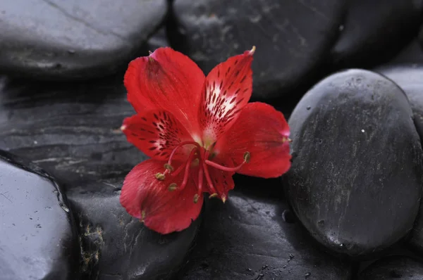 Червона Орхідея Фоном Чорних Каменів — стокове фото