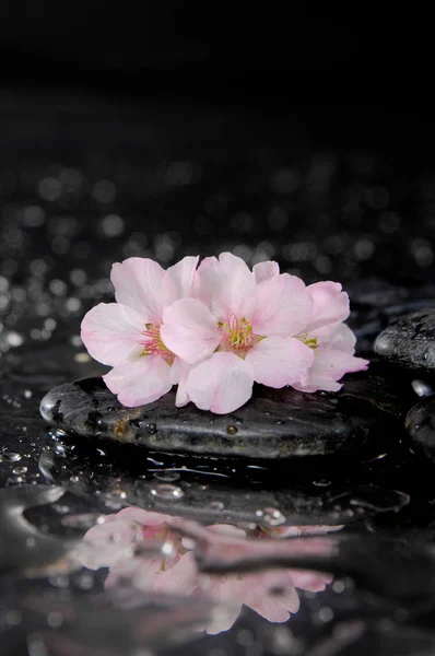 Цветущая Вишня Цветы Сакуры Мокром Каменистом Фоне Стоковое Изображение