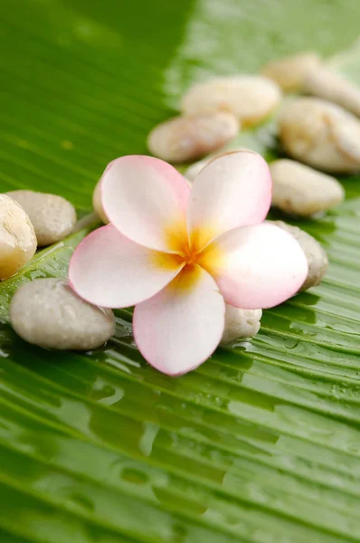 Set Pink Frangipani Stones Banana Leaf — Stock Photo, Image