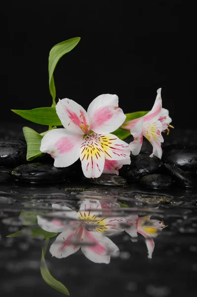 Stilleven Met Branch Orchid Zwarte Steentjes Met Reflectie — Stockfoto