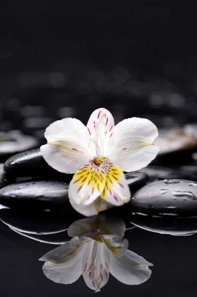 Vacker Vit Orkidé Med Terapi Stenar — Stockfoto