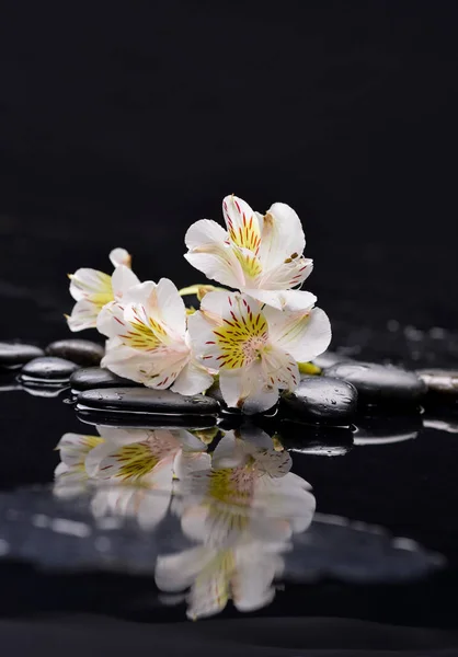 Nieuwe Mooie Witte Orchidee Kiezelstenen Met Reflectie — Stockfoto