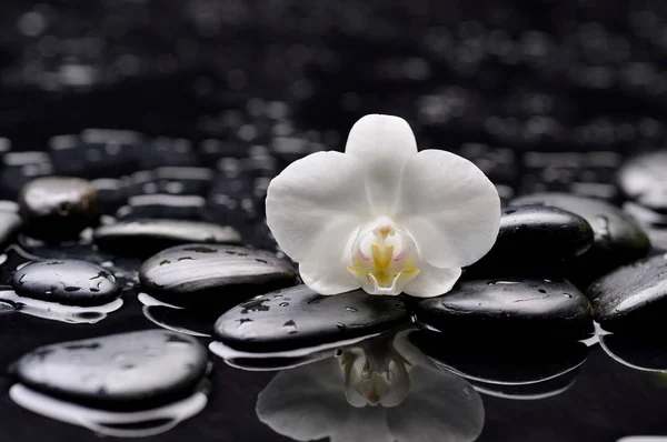 Макро Красивой Белой Орхидеи Терапевтическими Камнями — стоковое фото