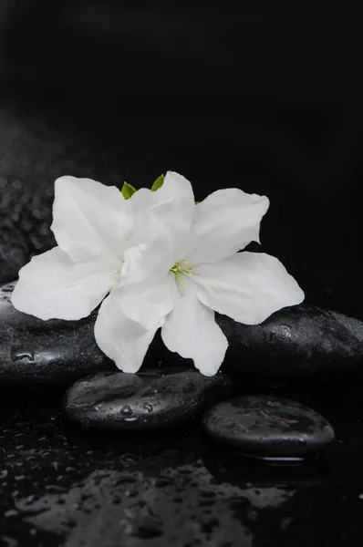Macro Beautiful Lily Therapy Stones — Stock Photo, Image