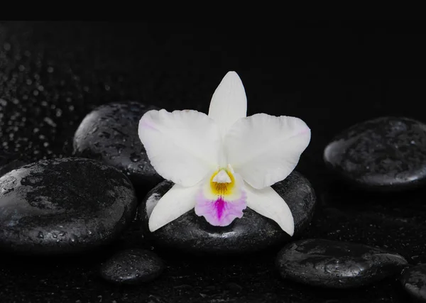 Makro Krásné Bílé Orchideje Terapie Kameny — Stock fotografie