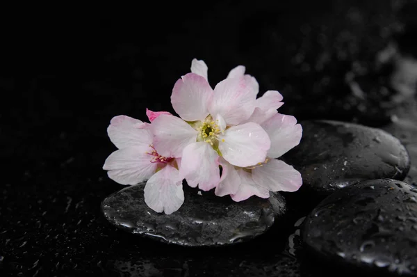 Flor Cerezo Flores Sakura Sobre Guijarros Húmedos —  Fotos de Stock