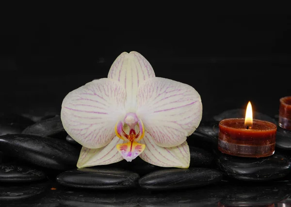 Orchidee Met Kaars Zwarte Stenen Achtergrond — Stockfoto