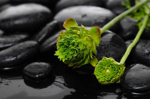 Yaciendo Hortensia Verde Sobre Piedra Gotas Agua —  Fotos de Stock