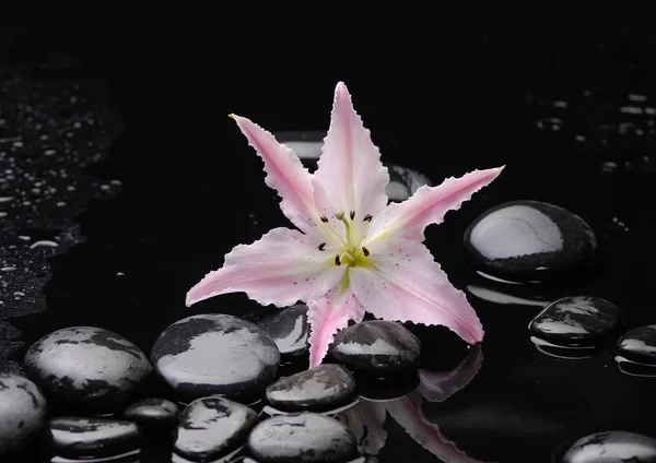 Macro Lily Therapy Black Stones — Stock Photo, Image