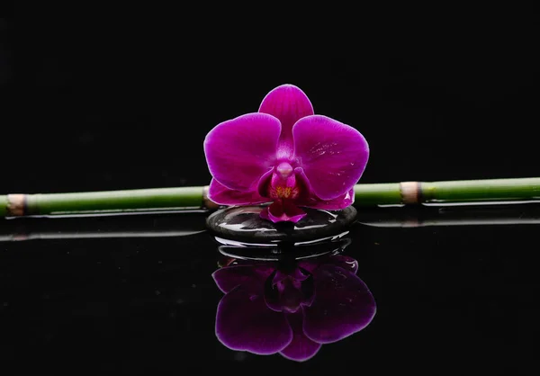 Красная Орхидея Тонкая Бамбуковая Роща — стоковое фото