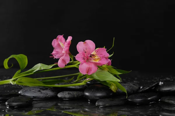 Stillleben Mit Zweig Schöner Orchidee — Stockfoto