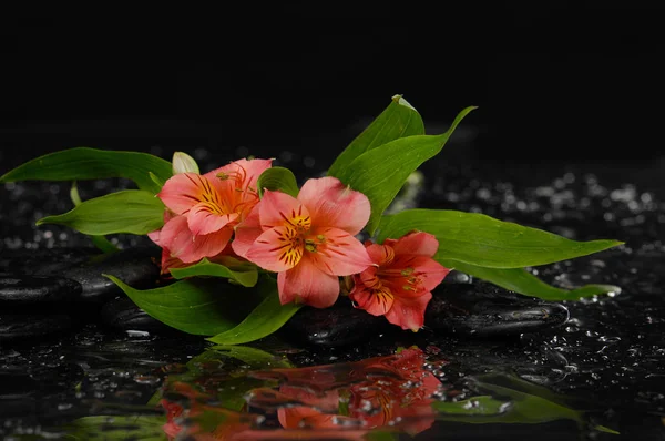 Dos Flores Gardenia Sobre Guijarros Fondo Reflexión —  Fotos de Stock