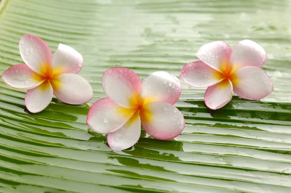三粉红色的鸡蛋花和石头在湿香蕉叶子上 免版税图库照片