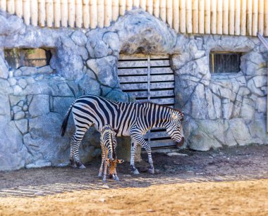 Zebra ve onun yeni doğan