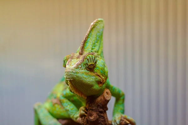 Green Chameleon Captured Vigo Zoo — Stock Photo, Image