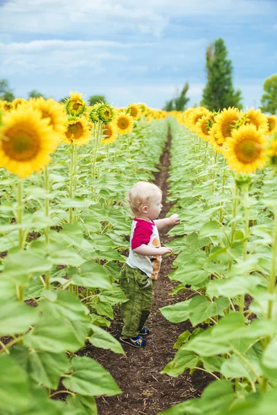 夕日夏ひまわりの畑にひまわりとブロンドの巻き毛のかわいい子 子供の幸福の概念 — ストック写真