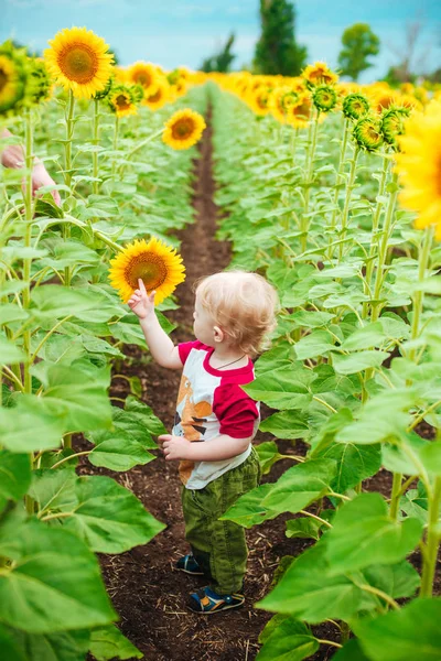 夕日夏ひまわりの畑にひまわりとブロンドの巻き毛のかわいい子 子供の幸福の概念 — ストック写真