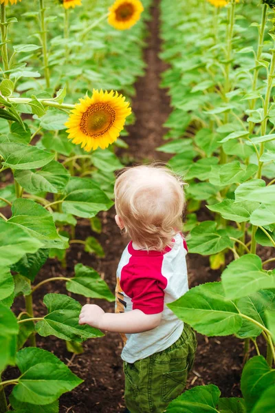 Schattig Kind Met Blond Krullend Haar Met Zonnebloem Zomer Zonnebloem — Stockfoto