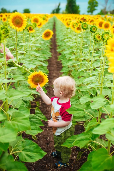 Ayçiçeği yaz ayçiçeği alanında günbatımı ile sarışın kıvırcık saçlı sevimli çocuk. Çocuklar mutluluk kavramı