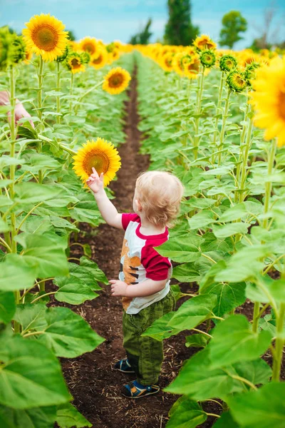 夕日夏ひまわりの畑にひまわりとブロンドの巻き毛のかわいい子 子供の幸福の概念 — ストック写真