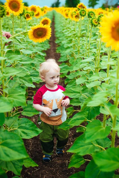 夕日夏ひまわりの畑にひまわりとブロンドの巻き毛のかわいい子 子供の幸福の概念 — ストック写真