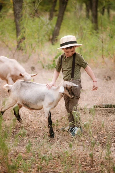 一个戴草帽的小男孩在靠近钢笔的村子里喂了一只绿草的山羊 农村生活 — 图库照片