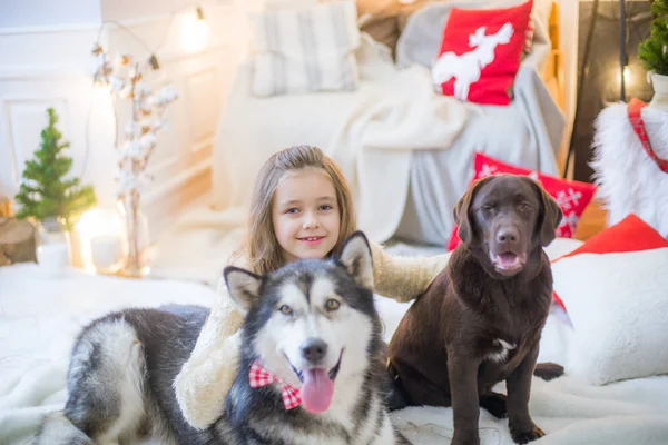 Sevimli kız evde bir köpek Malamute ile eğlenceli ve Labrador evde Noel için dekore edilmiş bir odada olması