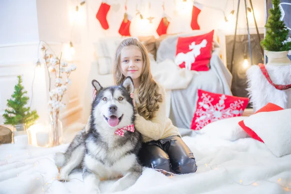 可爱的女孩在家里和一只狗马拉穆特在家里的装饰房间里玩过圣诞节 — 图库照片