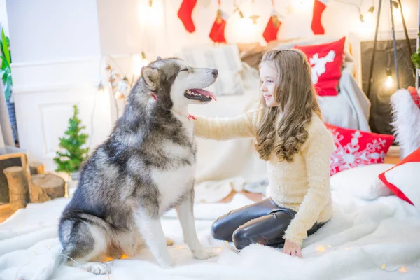 Милая Девушка Развлекается Дома Собакой Маламут Дома Украшенной Комнате Рождество — стоковое фото