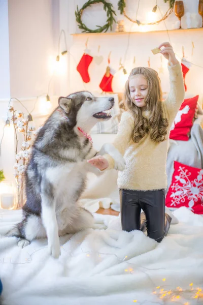 Jolie Fille Amuser Maison Avec Chien Malamute Maison Dans Une — Photo