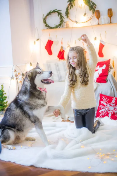 Милая Девушка Развлекается Дома Собакой Маламут Дома Украшенной Комнате Рождество — стоковое фото