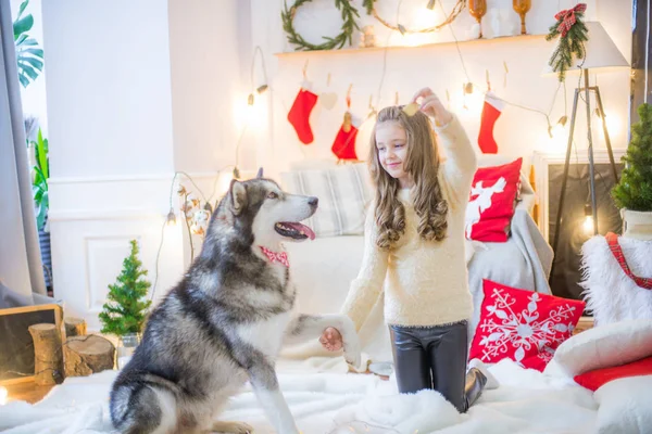 可爱的女孩在家里和一只狗马拉穆特在家里的装饰房间里玩过圣诞节 — 图库照片