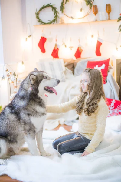 Χαριτωμένο Κορίτσι Έχει Διασκέδαση Στο Σπίτι Ένα Σκύλο Malamute Στο — Φωτογραφία Αρχείου