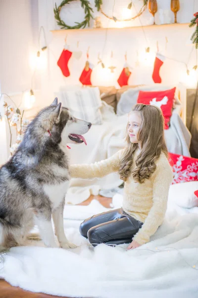 Χαριτωμένο Κορίτσι Έχει Διασκέδαση Στο Σπίτι Ένα Σκύλο Malamute Στο — Φωτογραφία Αρχείου