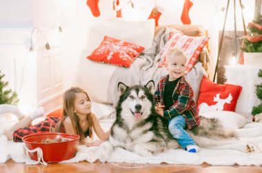  Küçük şirin bebek sarı saçları ile ablası eğleniyor evde Malamute evde Noel için dekore edilmiş bir odada bir köpekle