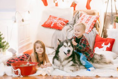  Küçük şirin bebek sarı saçları ile ablası eğleniyor evde Malamute evde Noel için dekore edilmiş bir odada bir köpekle