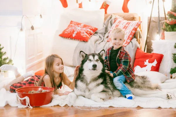 小可爱的金发小宝宝 他的姐姐在家里和一只狗马拉穆特在家里的装饰房间里玩得很开心 过圣诞节 — 图库照片