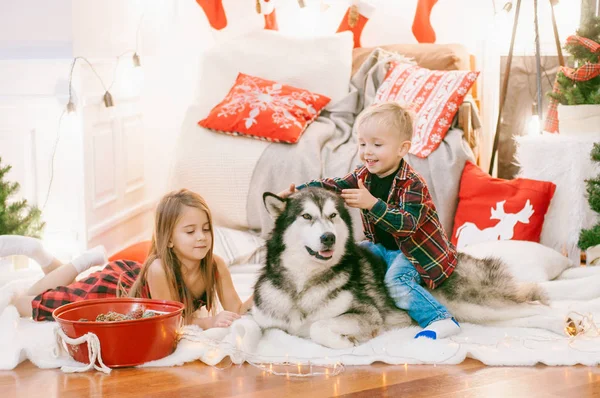 小可爱的金发小宝宝 他的姐姐在家里和一只狗马拉穆特在家里的装饰房间里玩得很开心 过圣诞节 — 图库照片