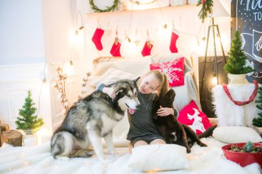 Evde bir köpek Malamute ile eğlenceli ve Labrador evde Noel için dekore edilmiş bir odada sahip sarışın saçlı sevimli kız