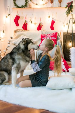 Evde bir köpek evde Malamute Noel için dekore edilmiş bir odada eğleniyor sarışın saçlı sevimli kız