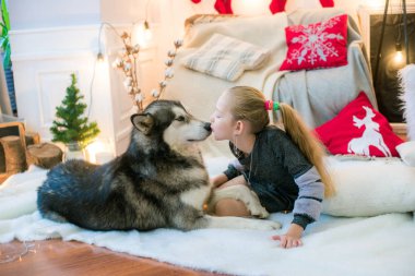 Evde bir köpek evde Malamute Noel için dekore edilmiş bir odada eğleniyor sarışın saçlı sevimli kız