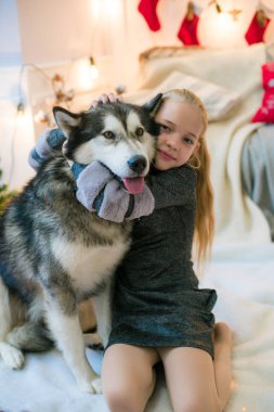 Evde bir köpek evde Malamute Noel için dekore edilmiş bir odada eğleniyor sarışın saçlı sevimli kız