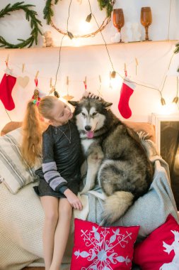 Evde bir köpek evde Malamute Noel için dekore edilmiş bir odada eğleniyor sarışın saçlı sevimli kız