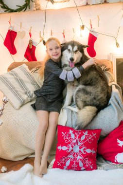 Evde bir köpek evde Malamute Noel için dekore edilmiş bir odada eğleniyor sarışın saçlı sevimli kız