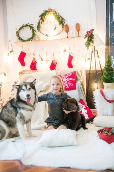 可爱的女孩与金发在家里的乐趣与狗马拉穆特和拉布拉多在家中的装饰房间圣诞节 — 图库照片