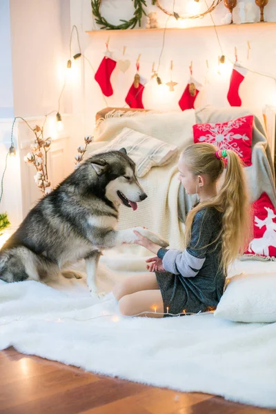 Jolie Fille Aux Cheveux Blonds Amuser Maison Avec Chien Malamute — Photo