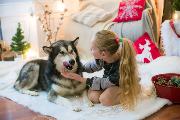 クリスマスの装飾が施された部屋で自宅のマラミュート犬と一緒に自宅で楽しみを持つ金髪のかわいい女の子 — ストック写真