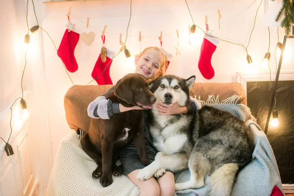 可爱的女孩与金发在家里的乐趣与狗马拉穆特和拉布拉多在家中的装饰房间圣诞节 — 图库照片